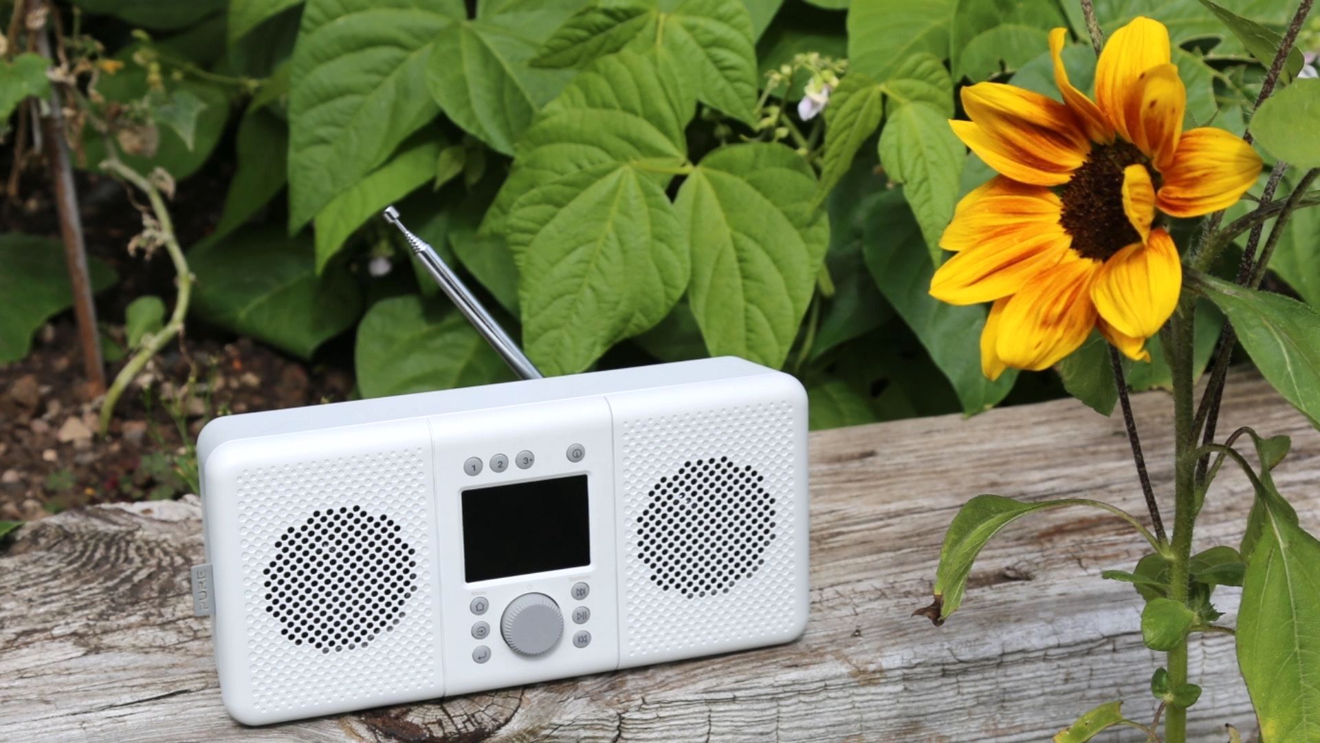 the pure elan connect+ dab radio next to a sunflower