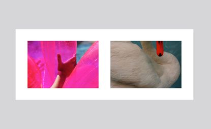 LEFT: A caucasian baby hand holding a pink pool toy in a pool. RIGHT: A white swan with orange and black beak 
