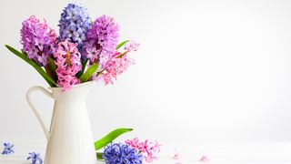 Pink, blue and purple hyacinths in a cream jug