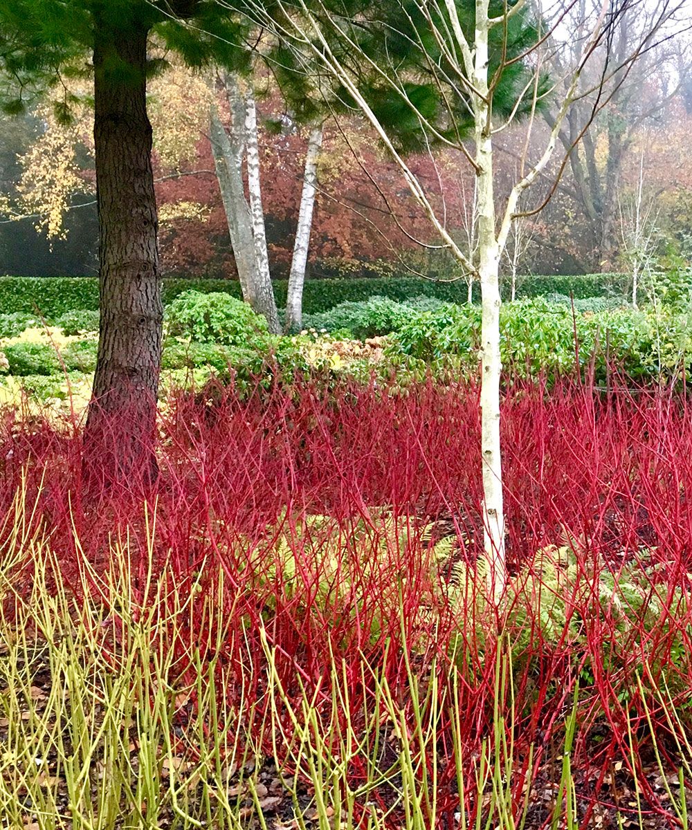 Planning a winter garden expert tips for winter garden planning