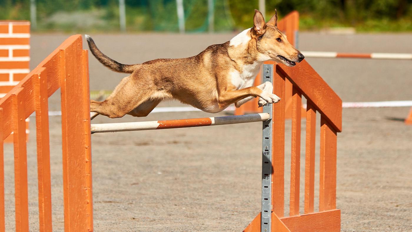 Smooth collie jumping a hurdle