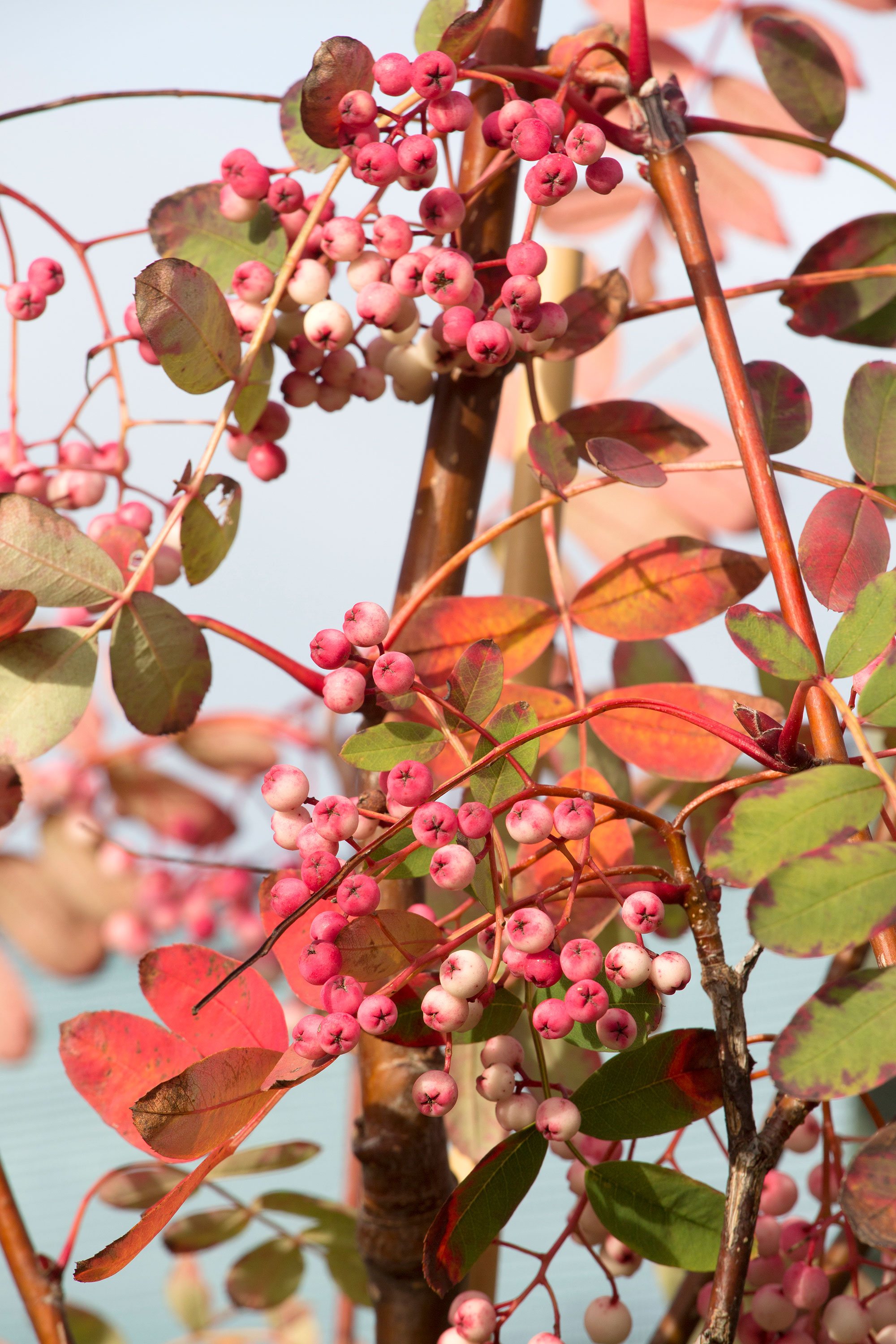 trees to plant for autumn color