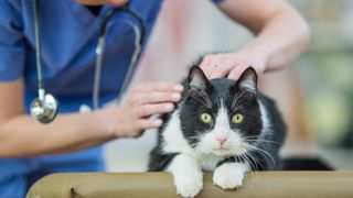 Vet checking cats fur for hot spots