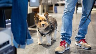 Dog on leash indoors