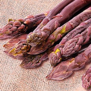 Purple Passion Asparagus Plant