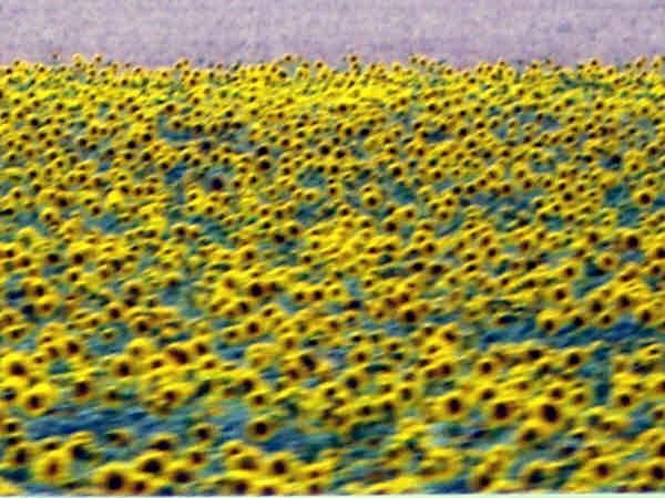 More sunflowers.