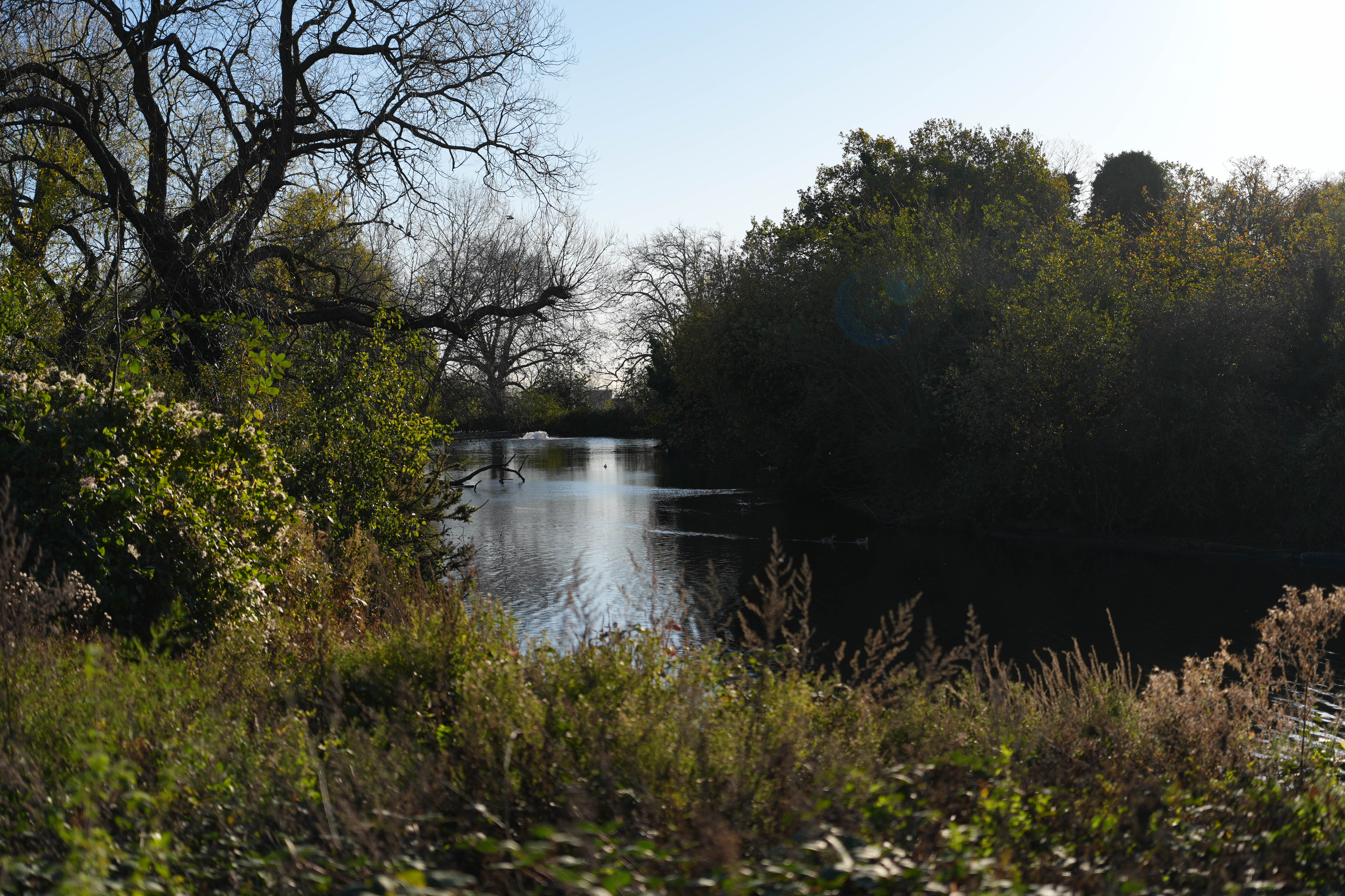 View across a lake surrounded by trees