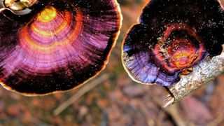 purple fungus