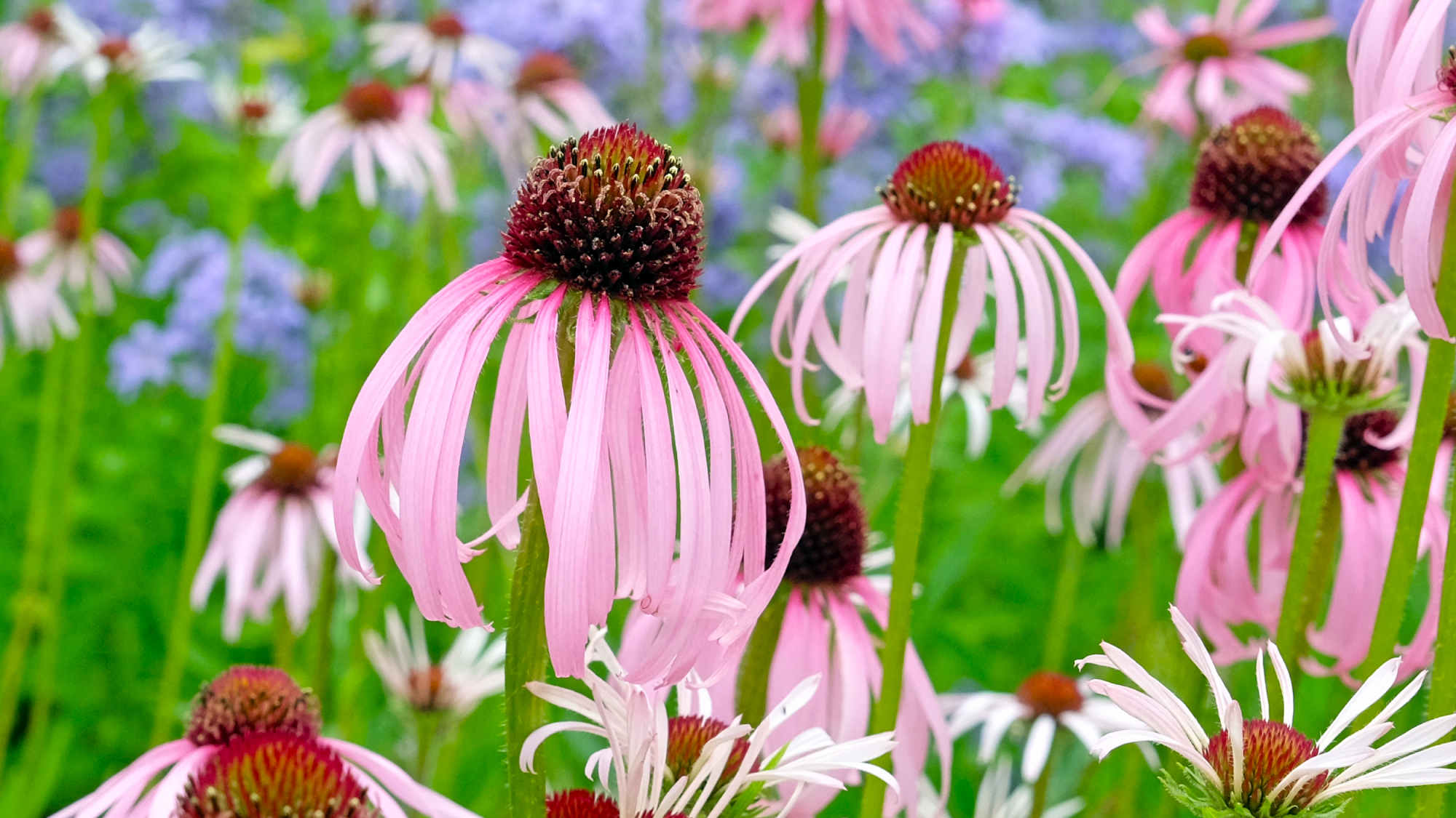 Pink Echinacea pallida, pale purple coneflower, in bloom