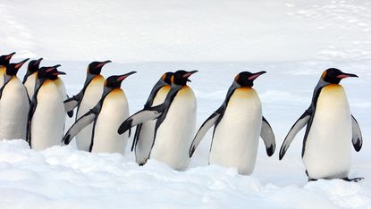 Penguins walking in the snow