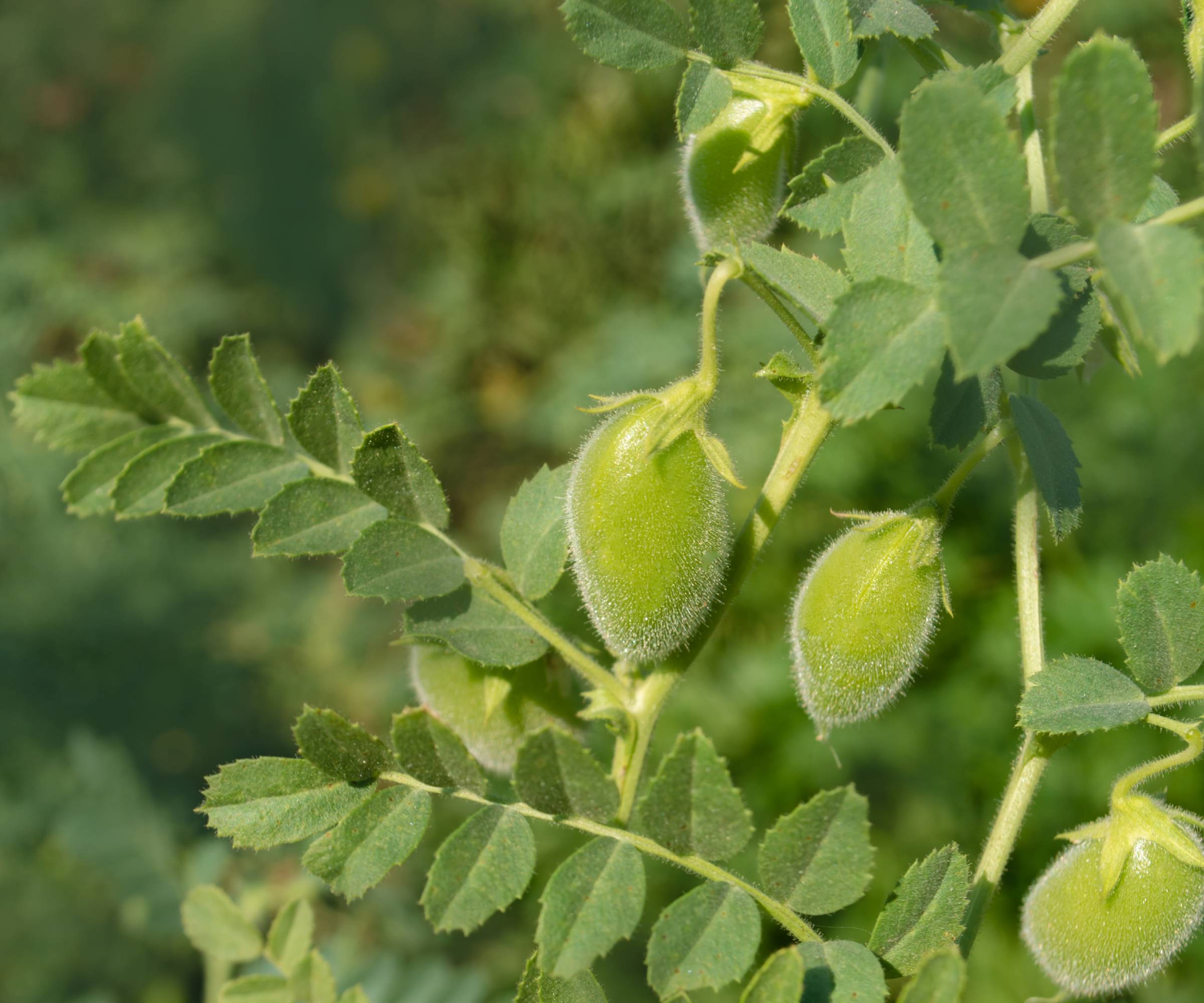 Chickpeas growing on a plant