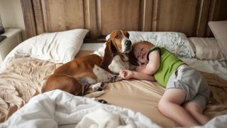 Basset hound in bed with toddler