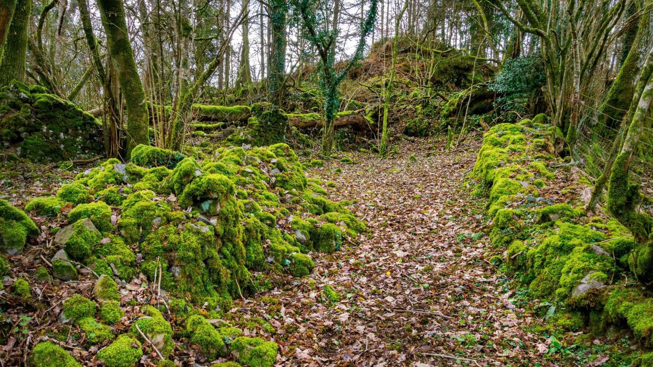 Temperate rainforests offer a unique and biodiverse habitat 