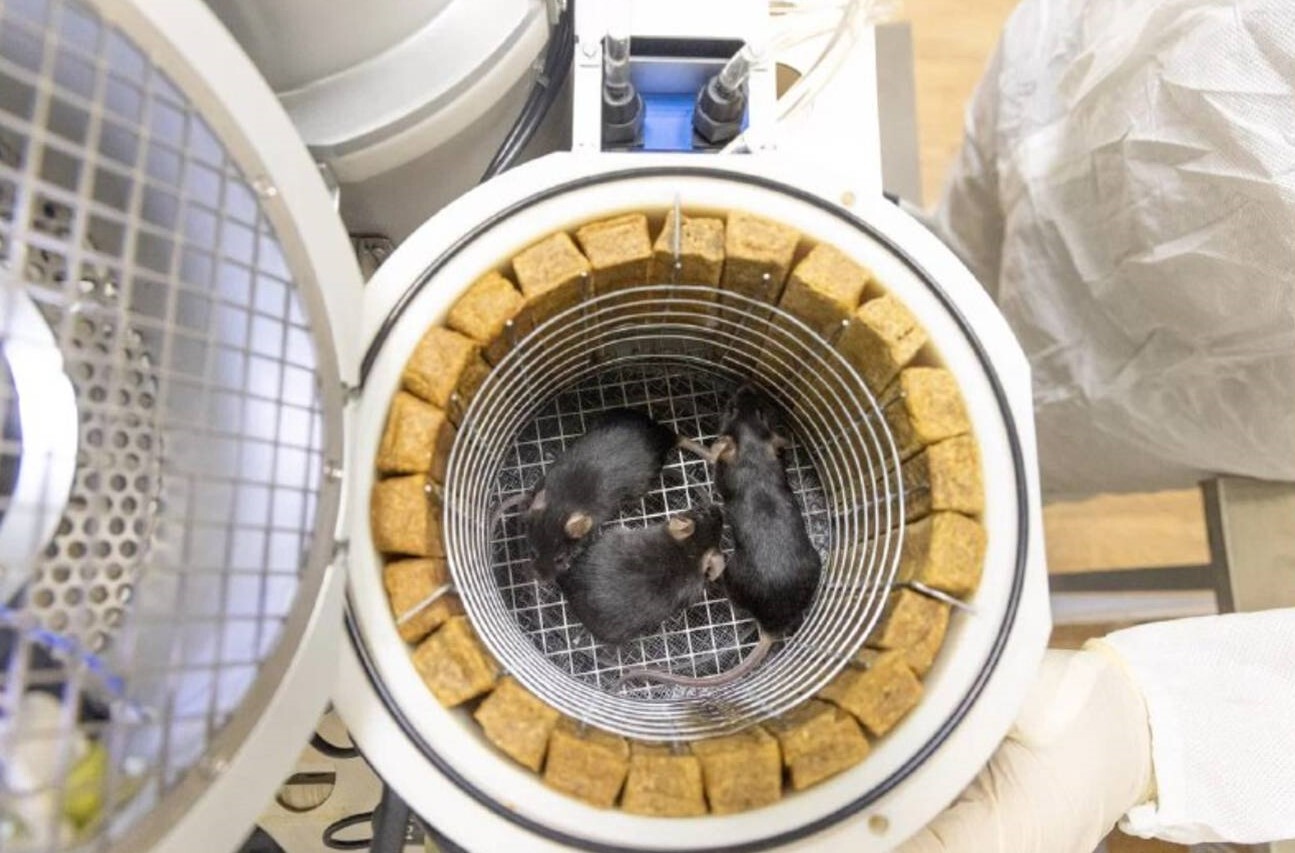A view inside a metal cylinder where three brown mice huddle together.