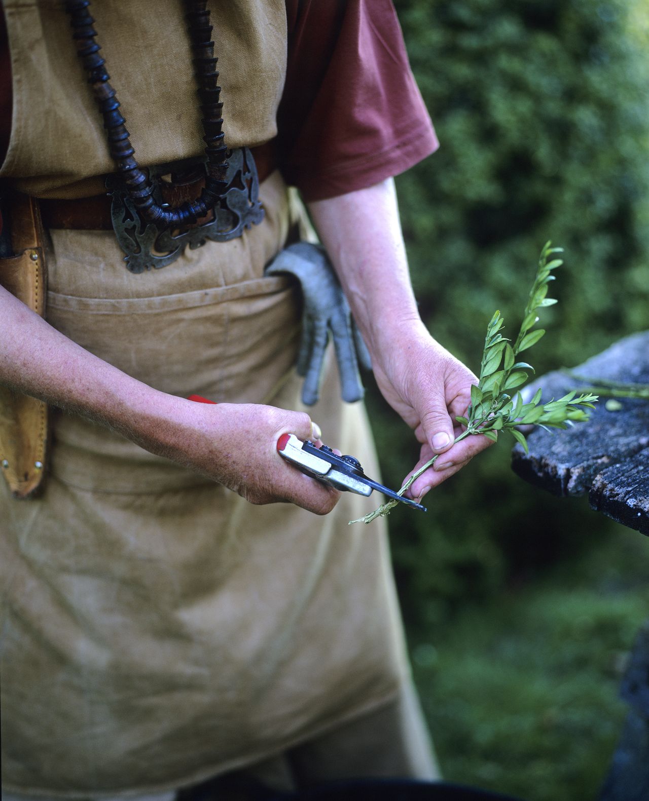 taking softwood cuttings in spring