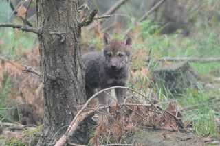 A grey wolf pup explores his home.