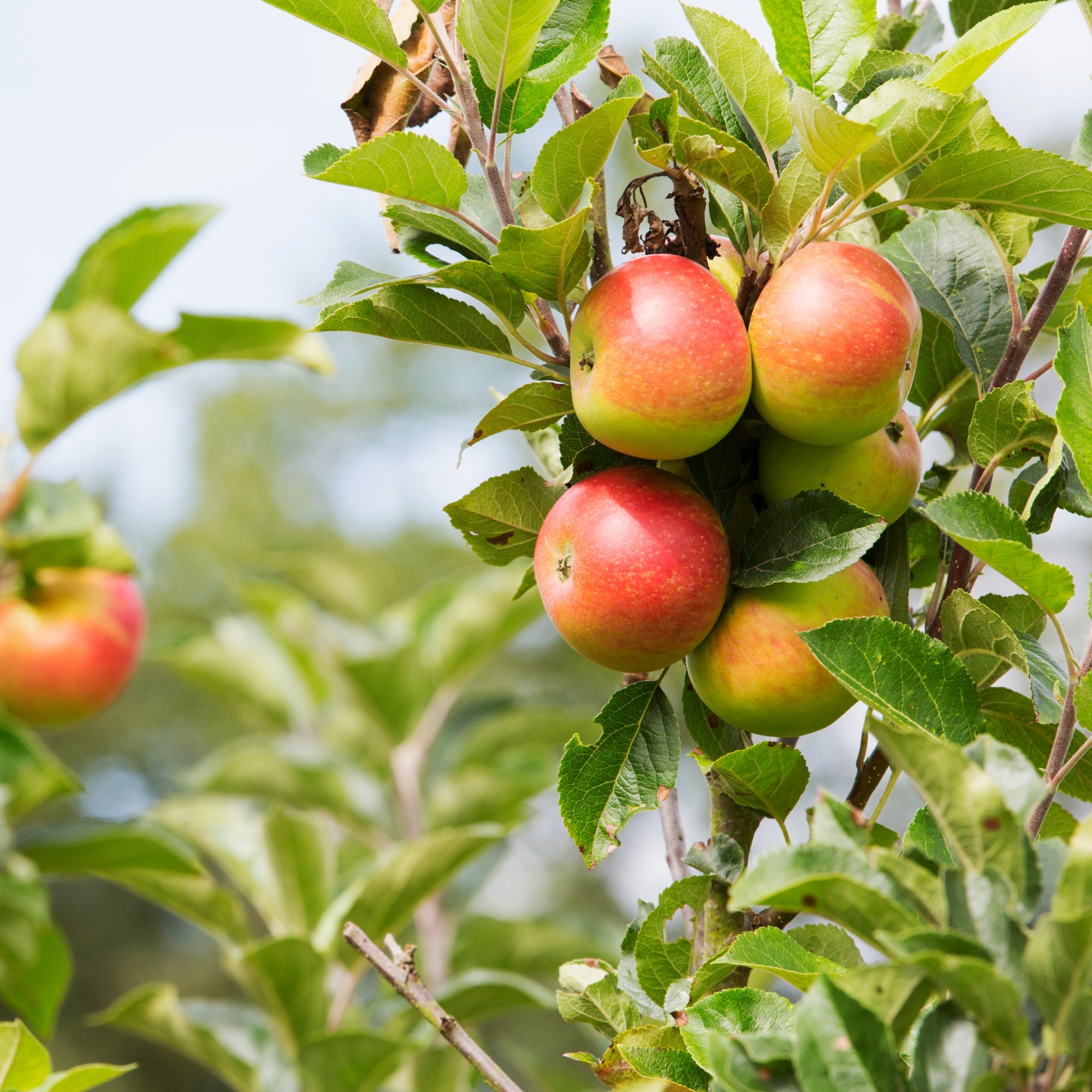Apples on a tree