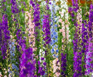 purple and blue Delphiniums in a garden