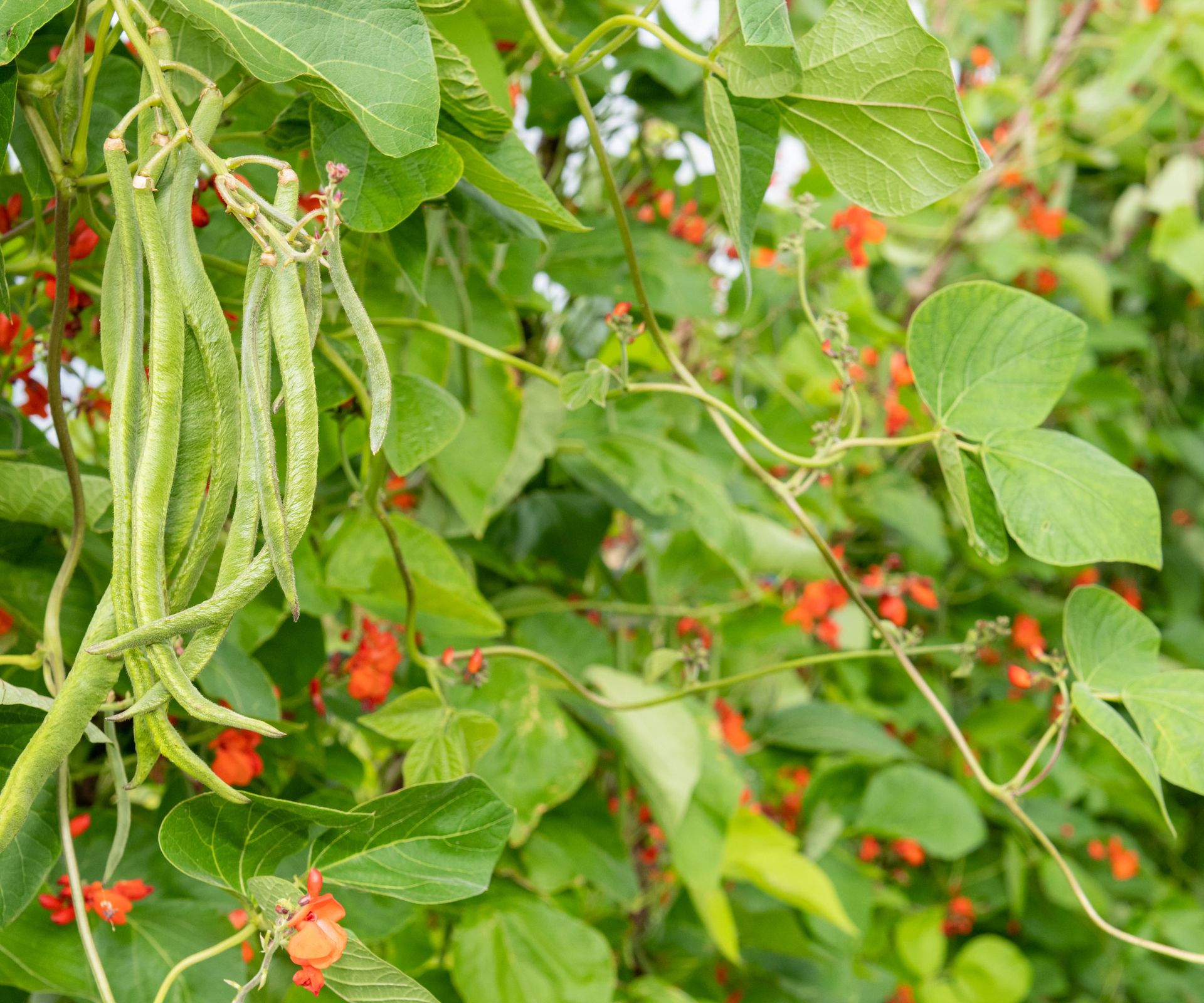 runner beans with scarlet red flowers on plants