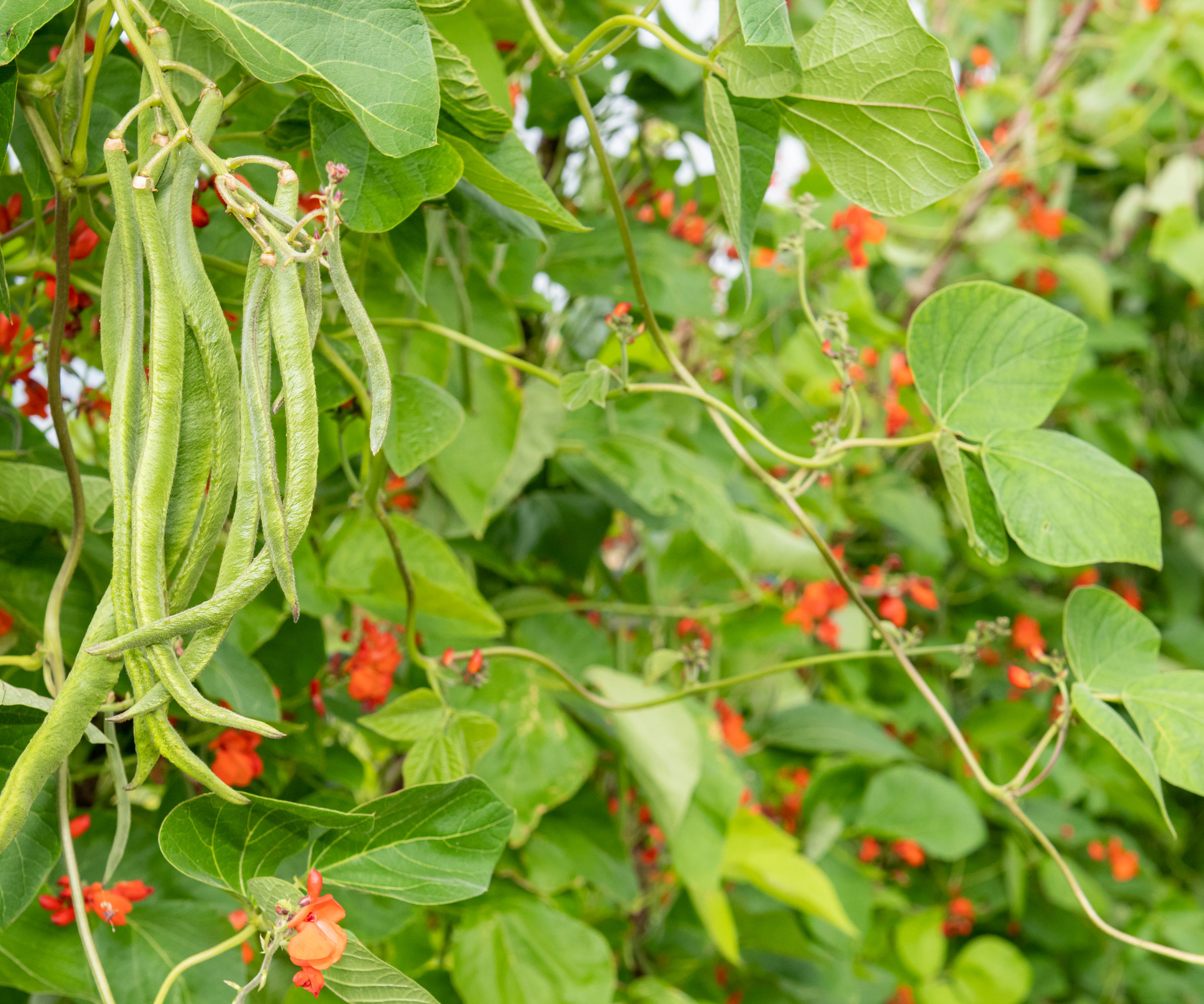 runner beans with scarlet red flowers on plants