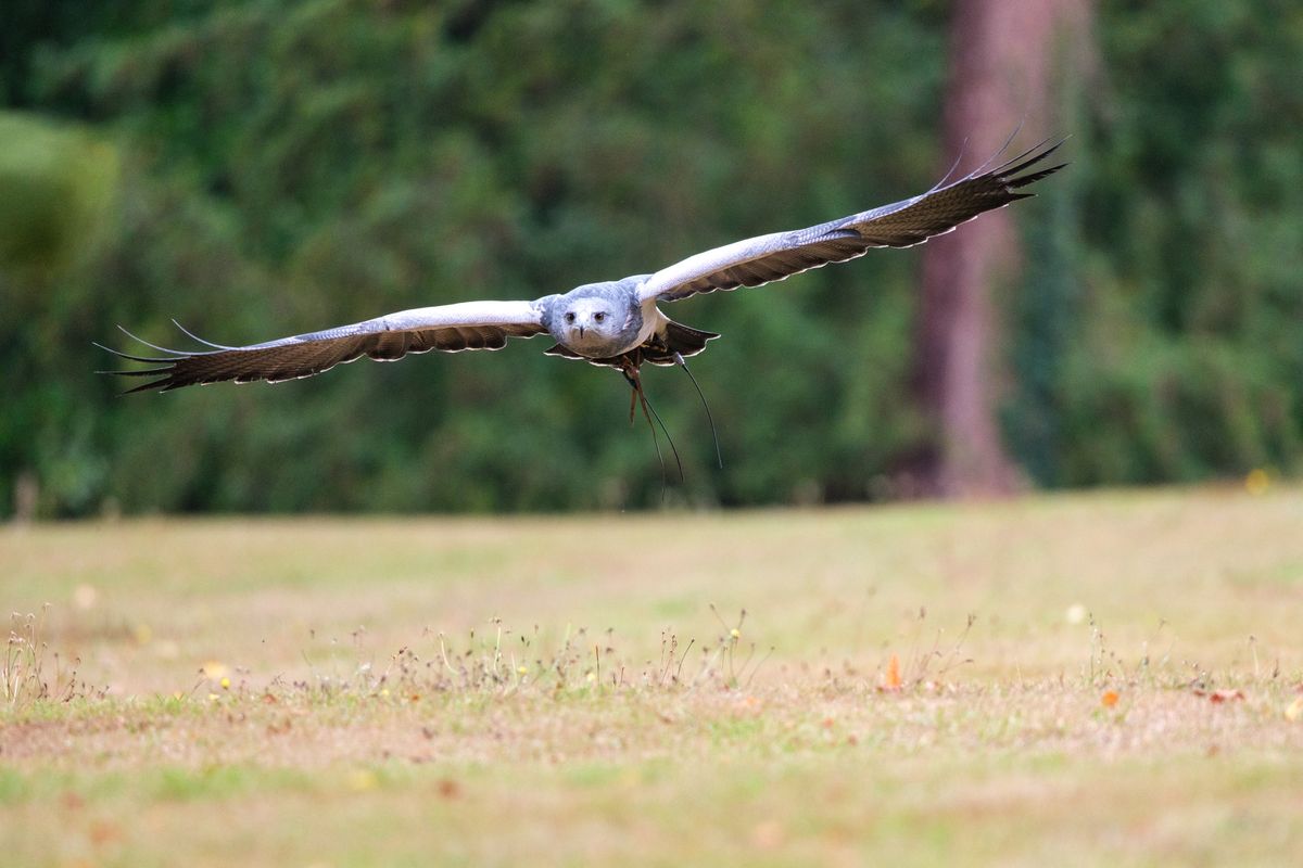 Bird of prey - black chested buzzard hawk in flight