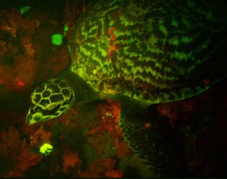 Glowing sea turtle