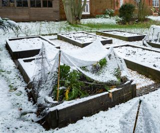 raised beds in winter with covering