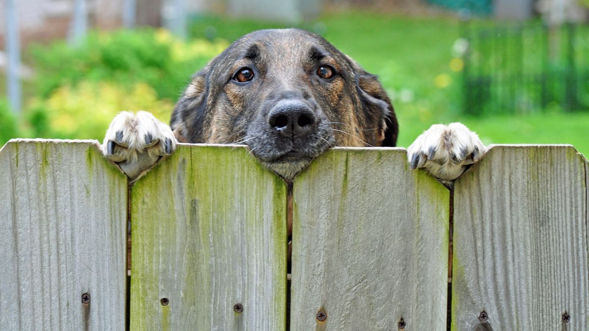 Dog looking over fence