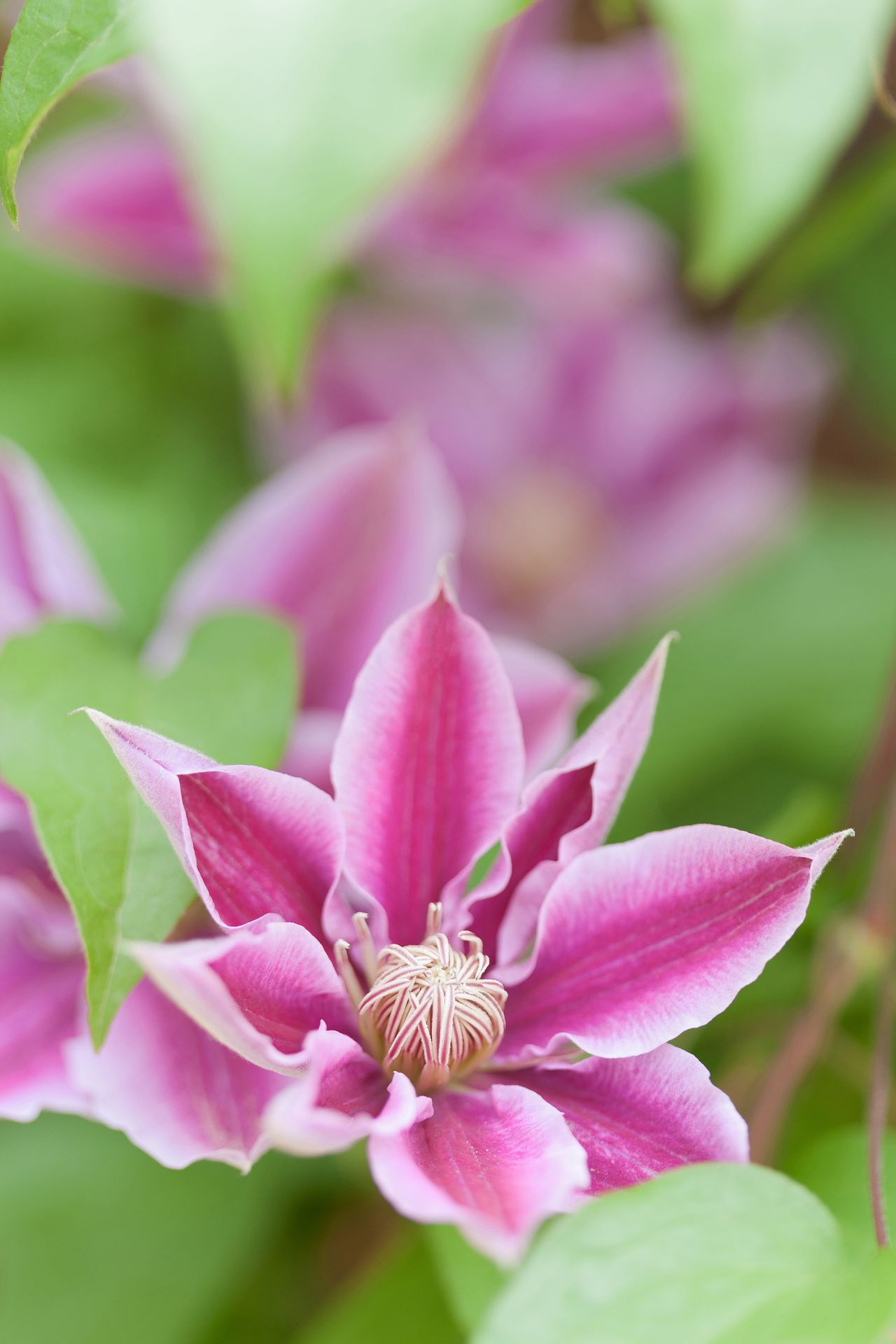 How to prune clematis everything you need to know Homes & Gardens