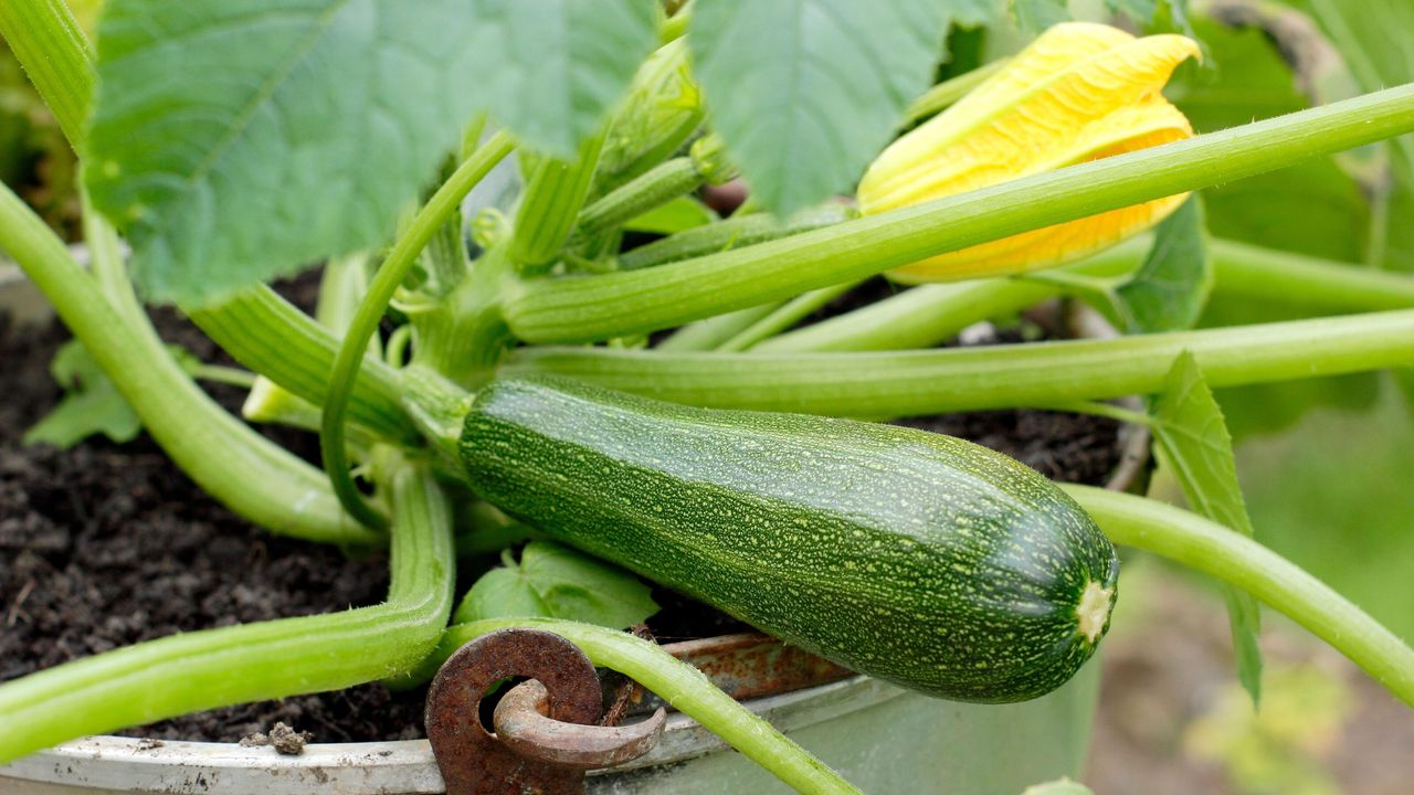 Courgette plant growing in a container. Pot grown Cucurbita pepo &#039;Defender&#039; courgette ready for harvesting