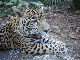 Jaguar in the Maya Biosphere Reserve