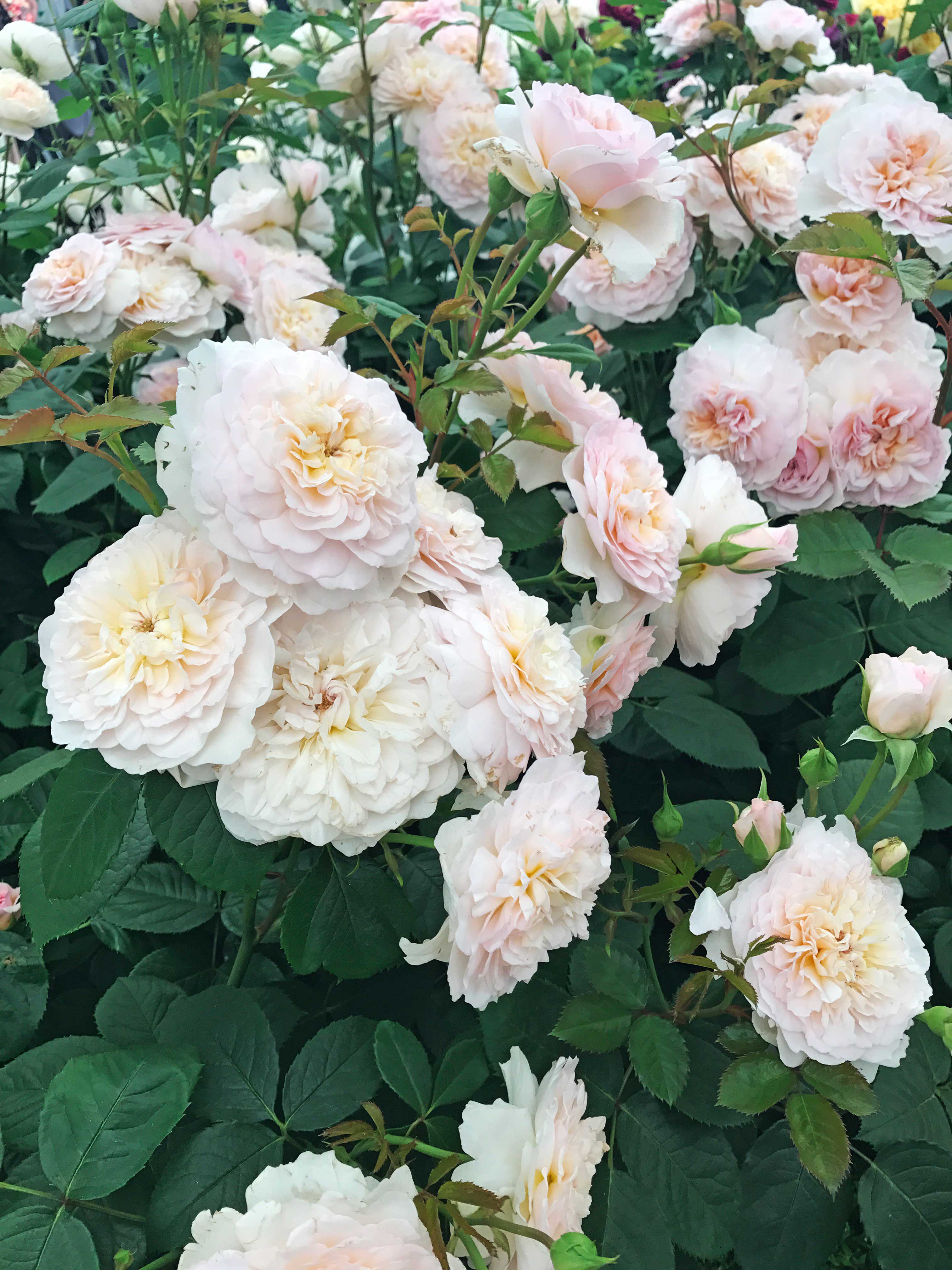 David Austin's Emily Bronte rose