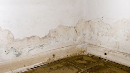 Mold bulidup on water-damaged wall
