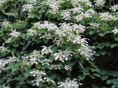 White Flowered Ohio Valley Vines