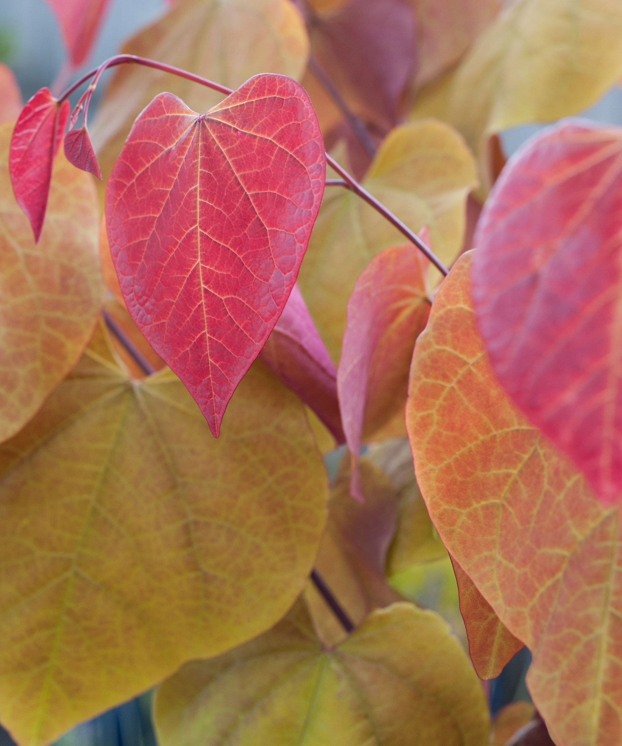 Cercis canadensis Plant ‘Eternal Flame’®