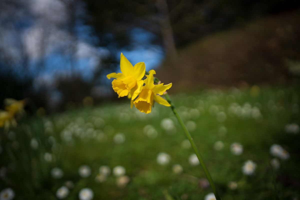 Sigma 20mm F2 DG DN | C