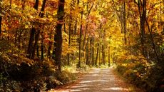 Farmers' Almanac peak fall foliage