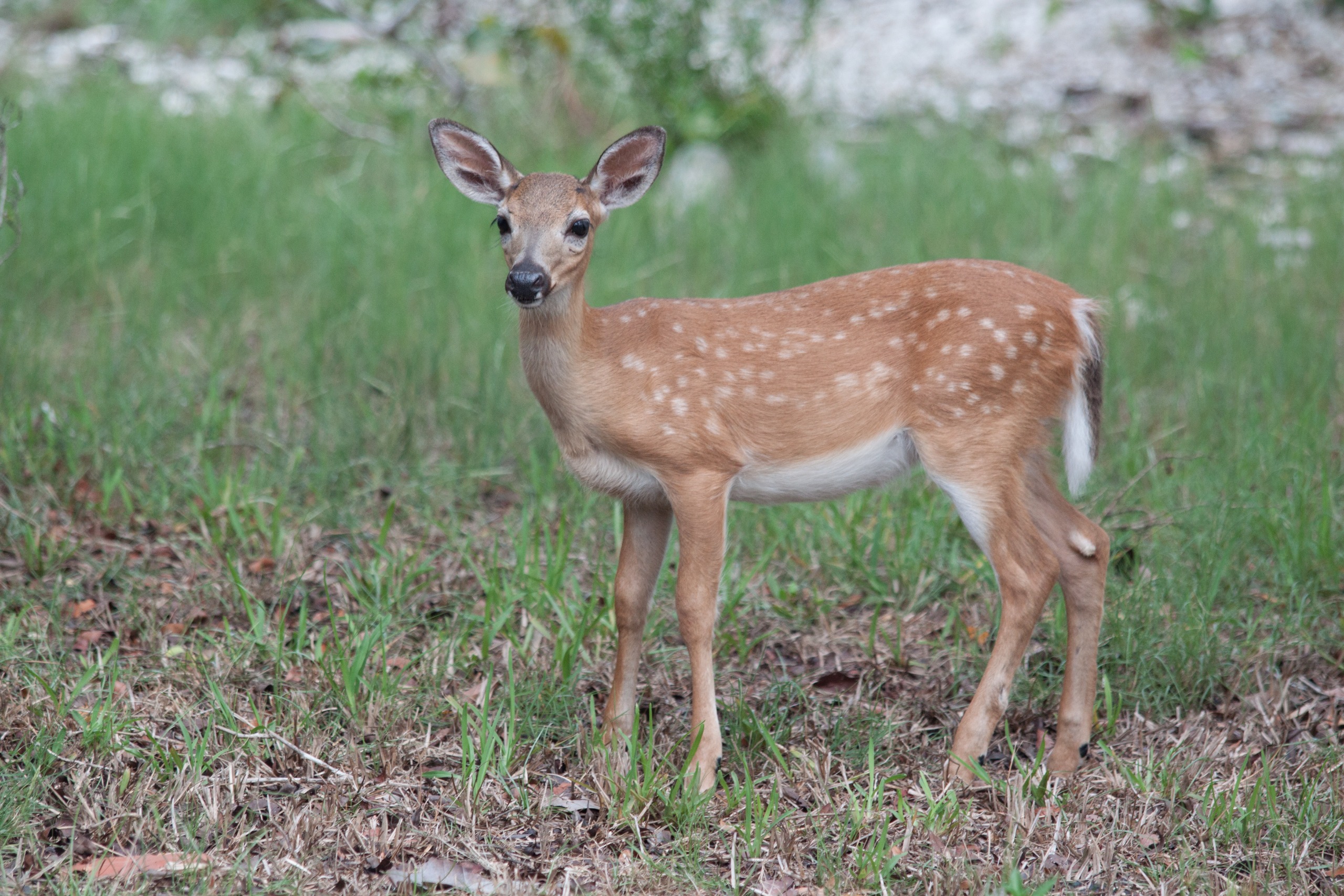 A key deer in Florida