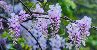 Wisteria plant in bloom