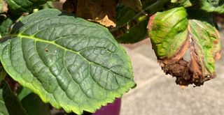 Close up image of hydrangea leaves to show an example oof sunburned plants