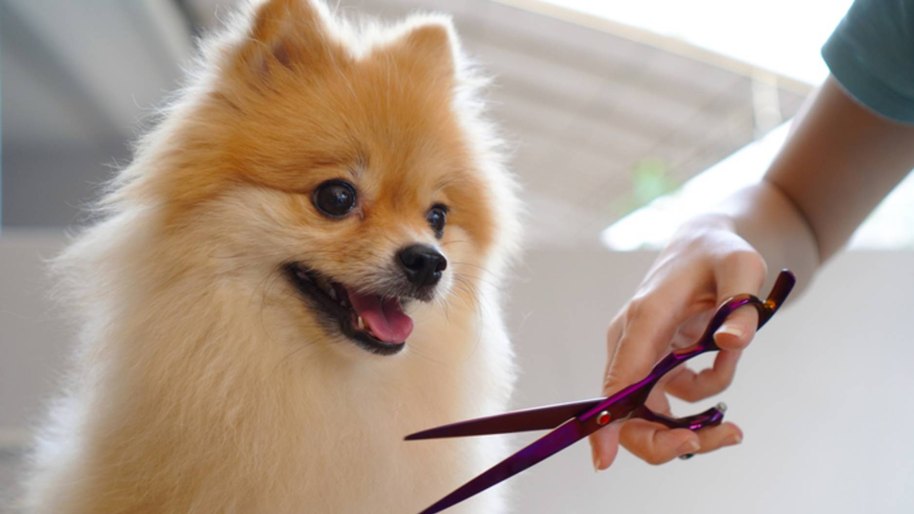 can you use human clippers on dogs