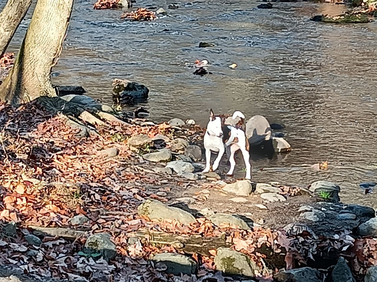 OnePlus Nord N300 5G camera image samples