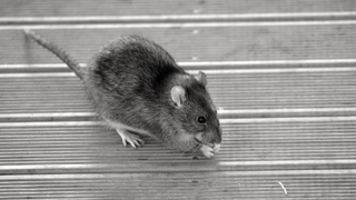 Rat on decking