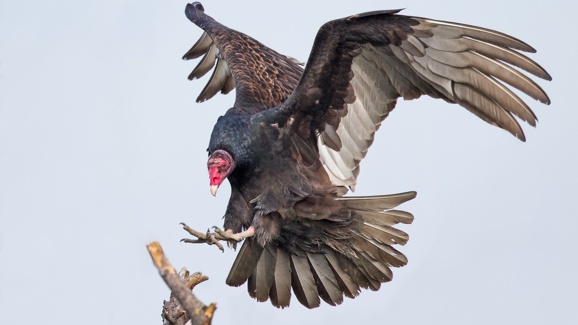 a turkey vulture lands on a branch
