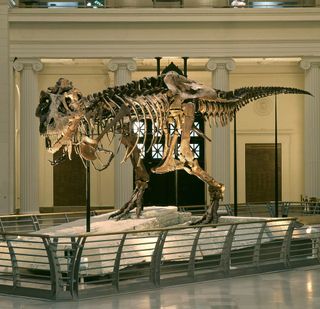 The fossilized skeleton of a Tyrannosaurus rex dinosaur nicknamed Sue.