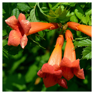 A close-up of an orange trumpet vine plant