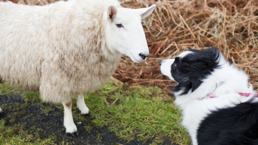 A sheep and a dog come face-to-face