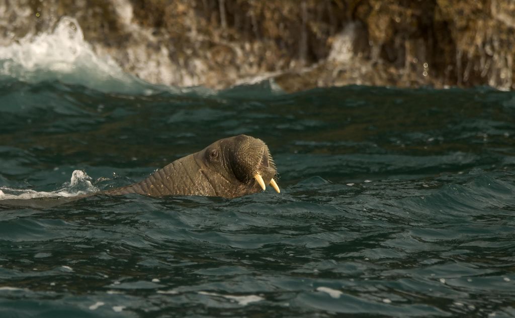 Where's Wally? Iceberg-hopping walrus is now 2,600 miles from home