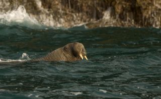 This is the first time that a walrus has been spotted this far south in the UK.