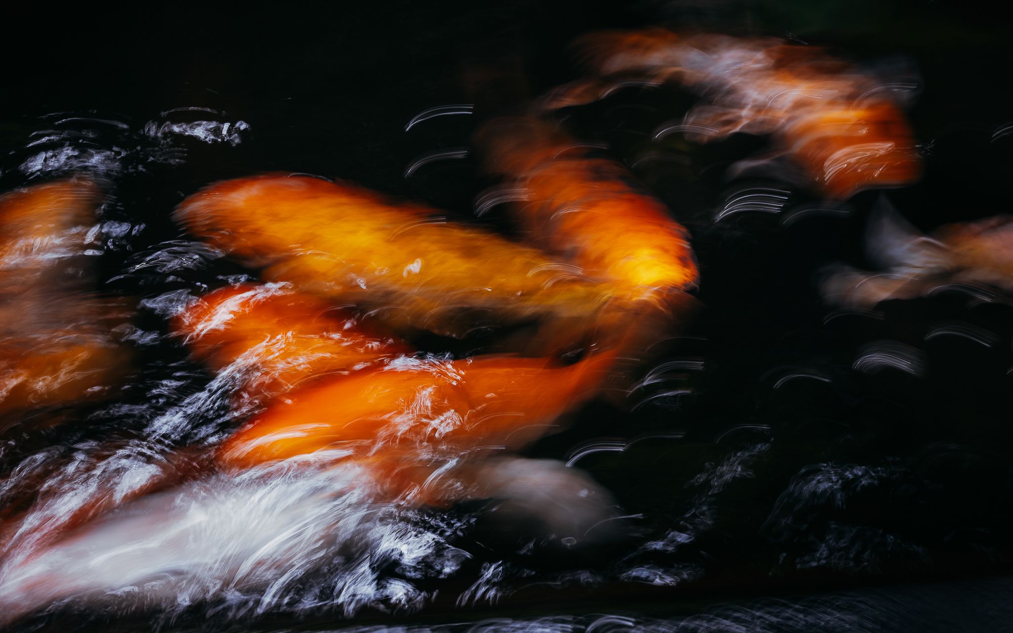 Blurred image of vibrant orange koi fish swimming in dark water, with streaks of light reflecting